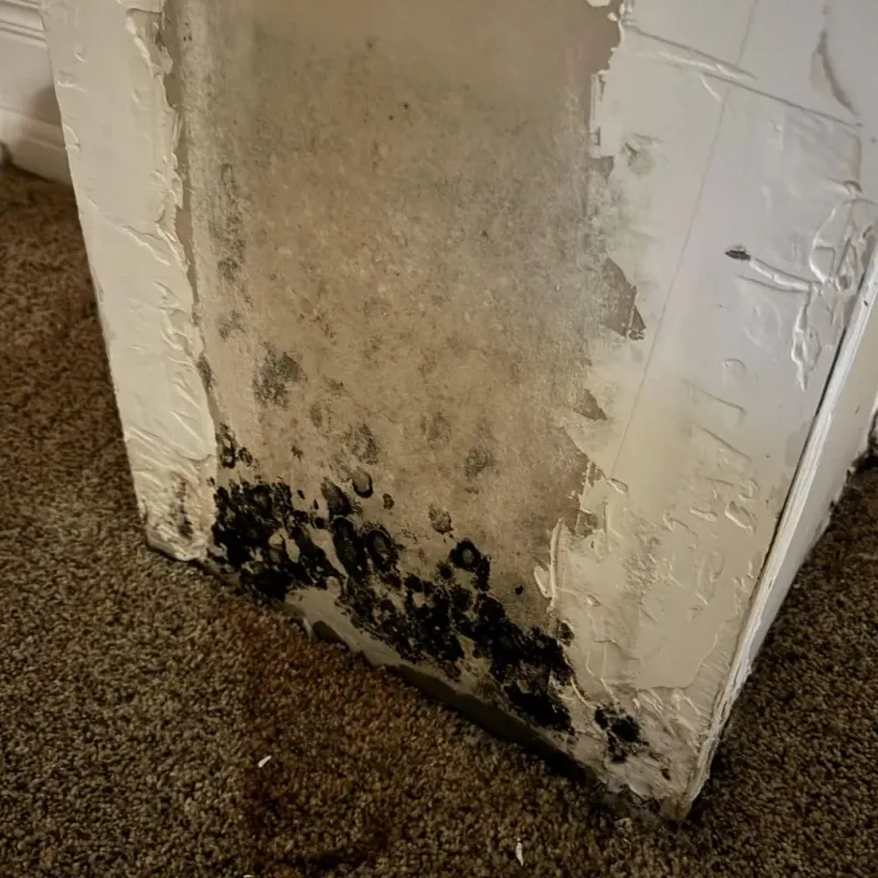 Professional Mold Removal in Eudora, AR